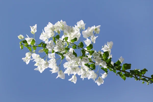 푸른 하늘에 대하여 백색 피 bougainvilleas — 스톡 사진