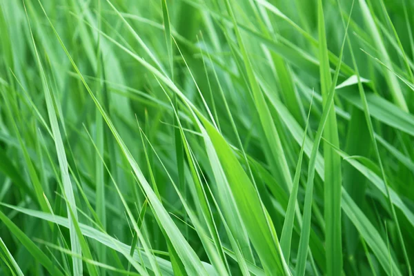 Fecho de grama verde — Fotografia de Stock