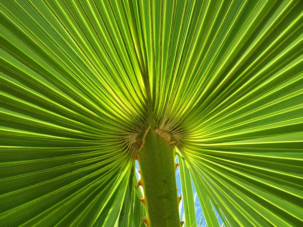 Palm leaf — стокове фото