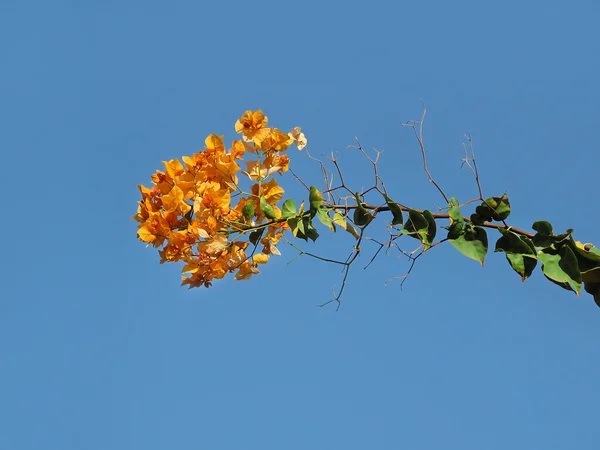 Bougainvillea florescendo contra o céu azul — Fotografia de Stock