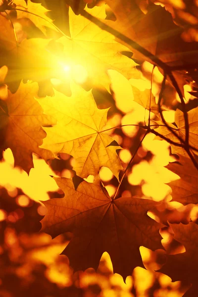 Branche de feuillage d'érable d'automne avec lumière du soleil — Photo