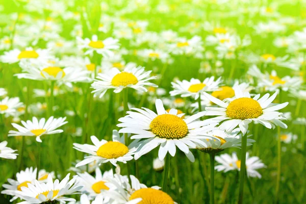 güzel papatya çiçeği