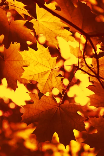 Rama del árbol de arce de otoño — Foto de Stock