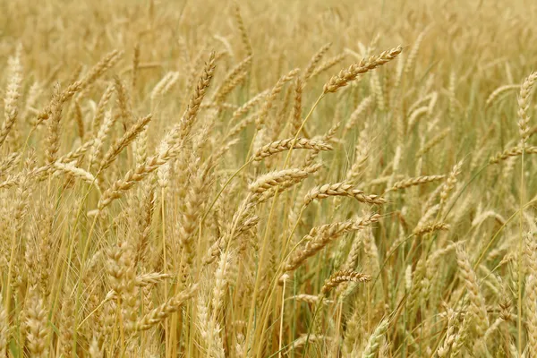 Campo de cereais — Fotografia de Stock