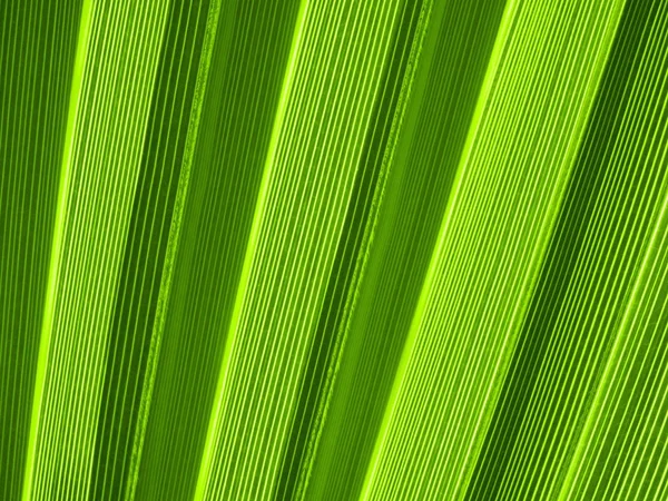 Textura de hoja de palma tropical —  Fotos de Stock