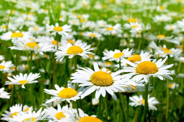 Belles fleurs de camomille — Photo