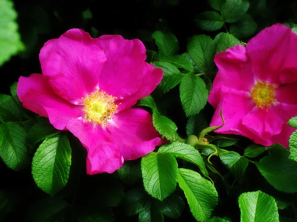 Dog roses — Stock Photo, Image