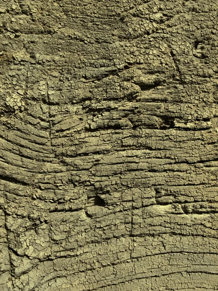 Very old weathered wood texture — Stock Photo, Image
