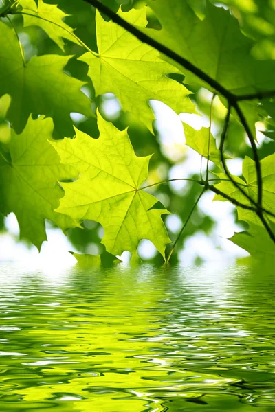 Branch of green maple and water — Stock Photo, Image