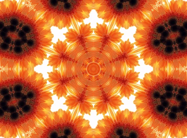 거 버 꽃 추상 패턴 — 스톡 사진