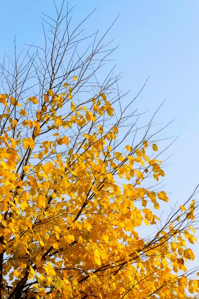 Herfst boom op lucht achtergrond — Stockfoto