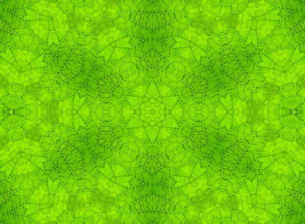 Yeşil yaprak soyut desen — Stok fotoğraf