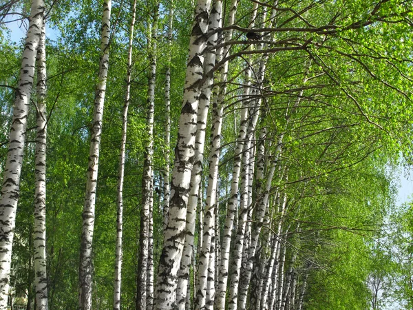 Hermoso abedul de primavera — Foto de Stock