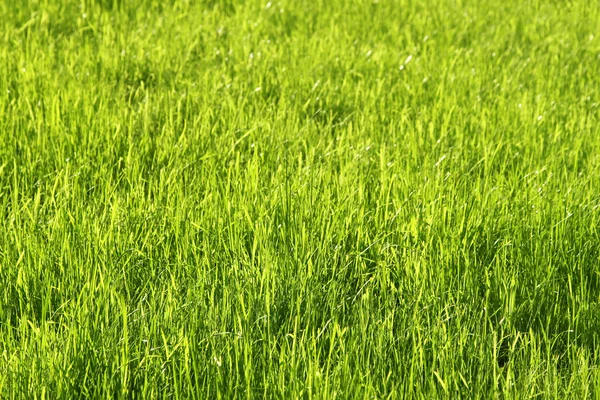 Green sunny grass background — Stock Photo, Image