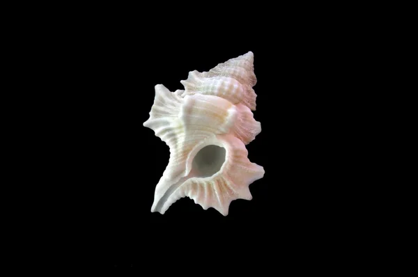 Sea shell — Stock Photo, Image