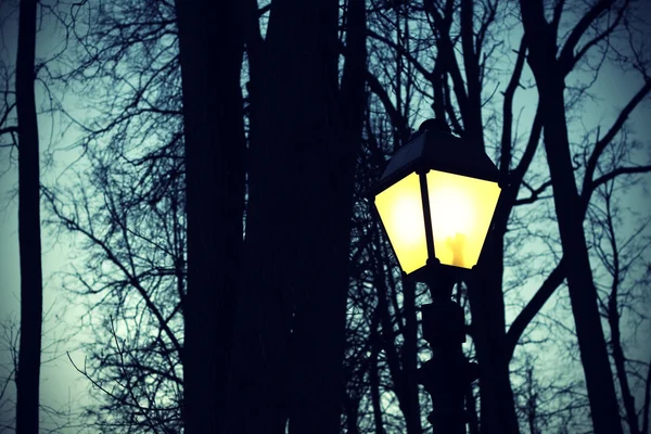 Luz de rua e silhuetas de árvores — Fotografia de Stock