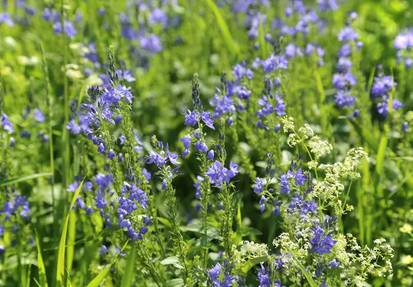 Beautiful wildflowers — Stock Photo, Image