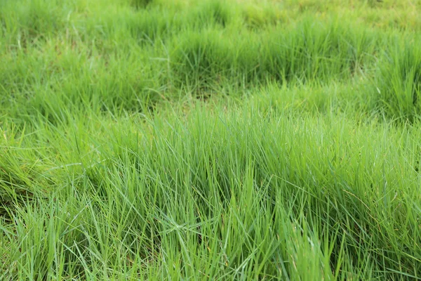 Hierba silvestre verde — Foto de Stock
