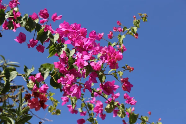 Blommande bougainvillea mot den blå himlen — Stockfoto