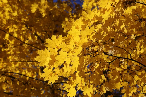 Rama de arce de otoño — Foto de Stock