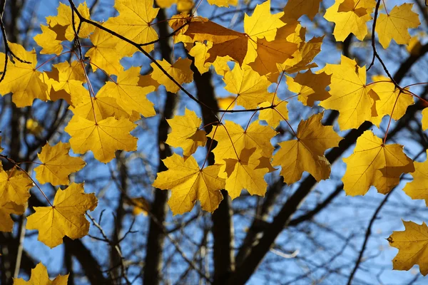 Branch of autumn maple — Stock Photo, Image