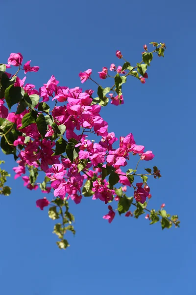 青い空を背景に咲くブーゲンビリア — ストック写真