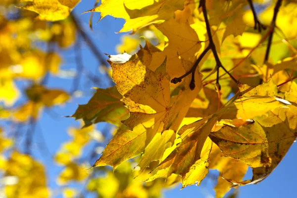 Ветвь желтого осеннего клена — стоковое фото
