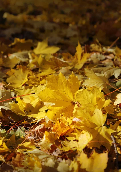 Mooie fall gebladerte van esdoorn — Stockfoto