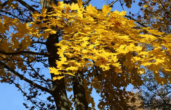 Arce de otoño — Foto de Stock