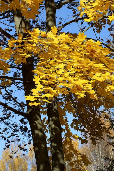 Hermoso árbol de otoño — Foto de Stock