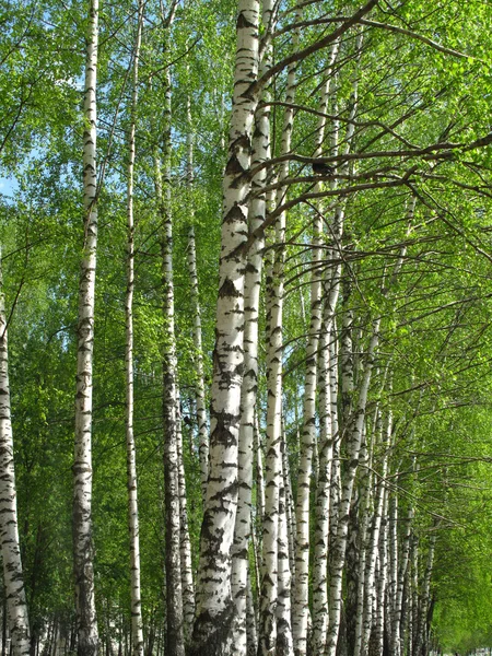 Piękne brzozy — Zdjęcie stockowe