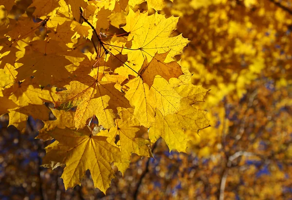 Branch of yellow autumn maple — Stock Photo, Image