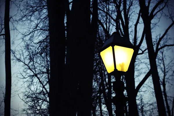 Luz de calle y siluetas de árboles — Foto de Stock