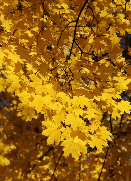 Branch of yellow autumn maple — Stock Photo, Image