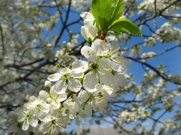 Ramo de uma árvore de fruto florescente — Fotografia de Stock