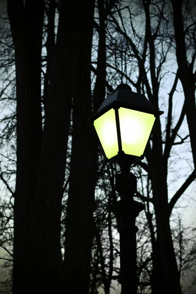 Уличное освещение и силуэты деревьев — стоковое фото