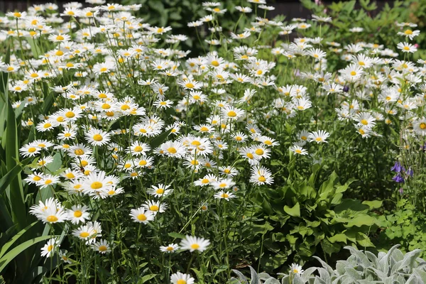 Belles marguerites — Photo