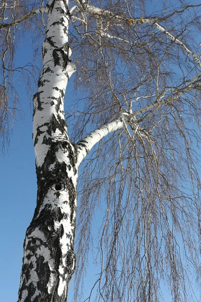 Trunk of birch — Stock Photo, Image