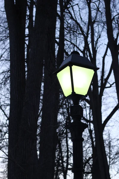 Straat licht en silhouetten van de bomen — Stockfoto