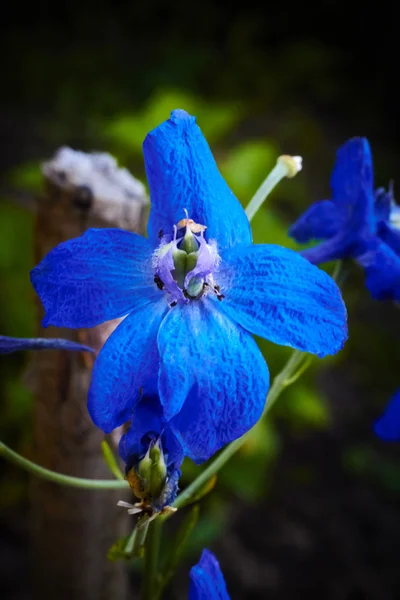 Hermoso flover azul —  Fotos de Stock