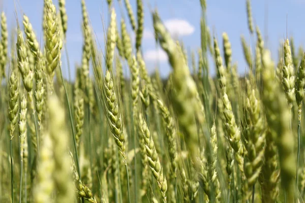 Green wheat ears — Stock Photo, Image