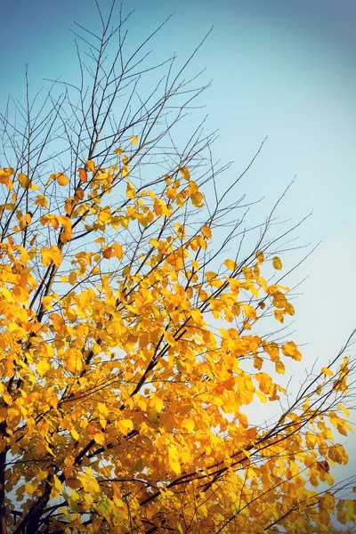 Gökyüzü arka planında sonbahar ağacı — Stok fotoğraf