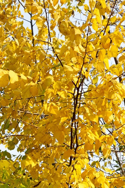 Autumn tree — Stock Photo, Image