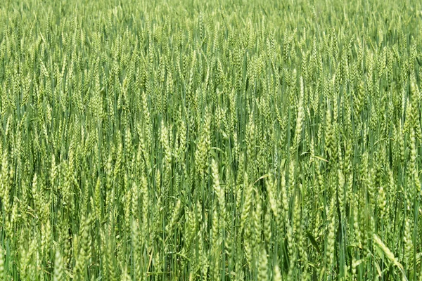 Green wheat ears — Stock Photo, Image