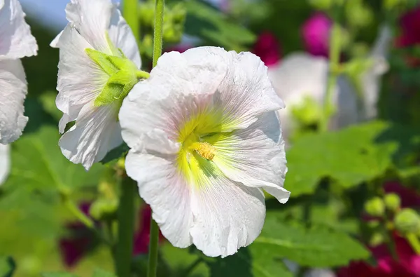 Белые цветы Маллоу — стоковое фото