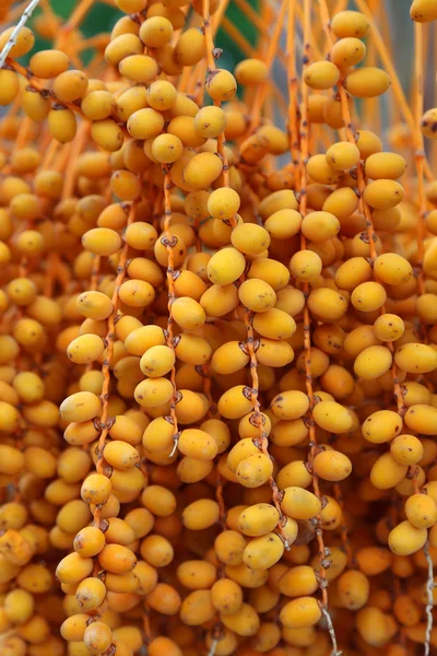 Bbright orange fruits of palm — Stock Photo, Image