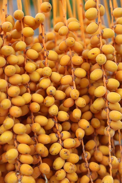 Frutos alaranjados brilhantes de palma — Fotografia de Stock