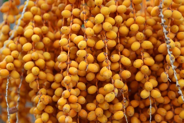 Bbright orange fruits of palm — Stock Photo, Image