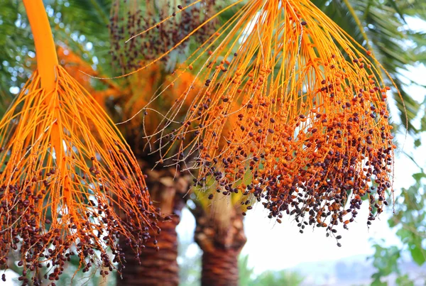 Palm branches with bright fruits — Stock Photo, Image