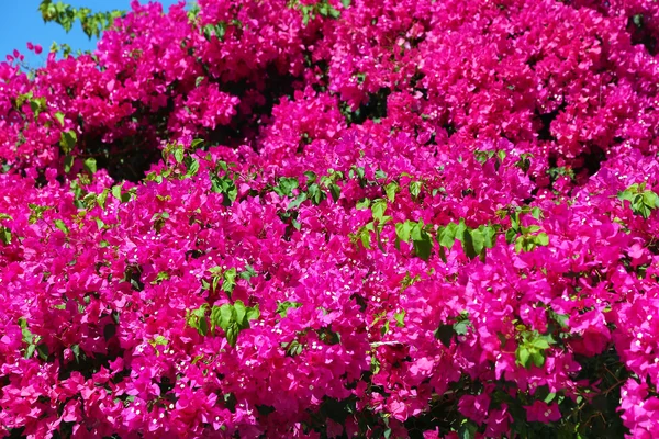 Vacker bougainvillea — Stockfoto